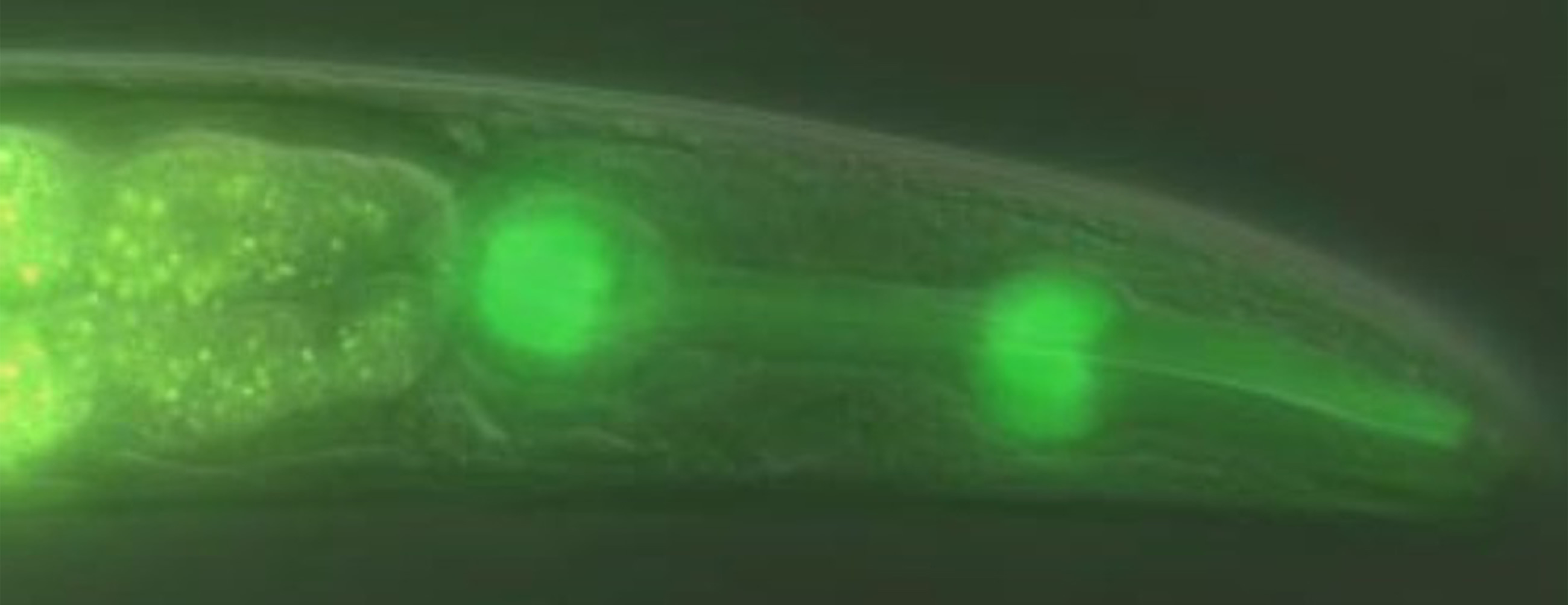 Toxicogenomics Nematodes